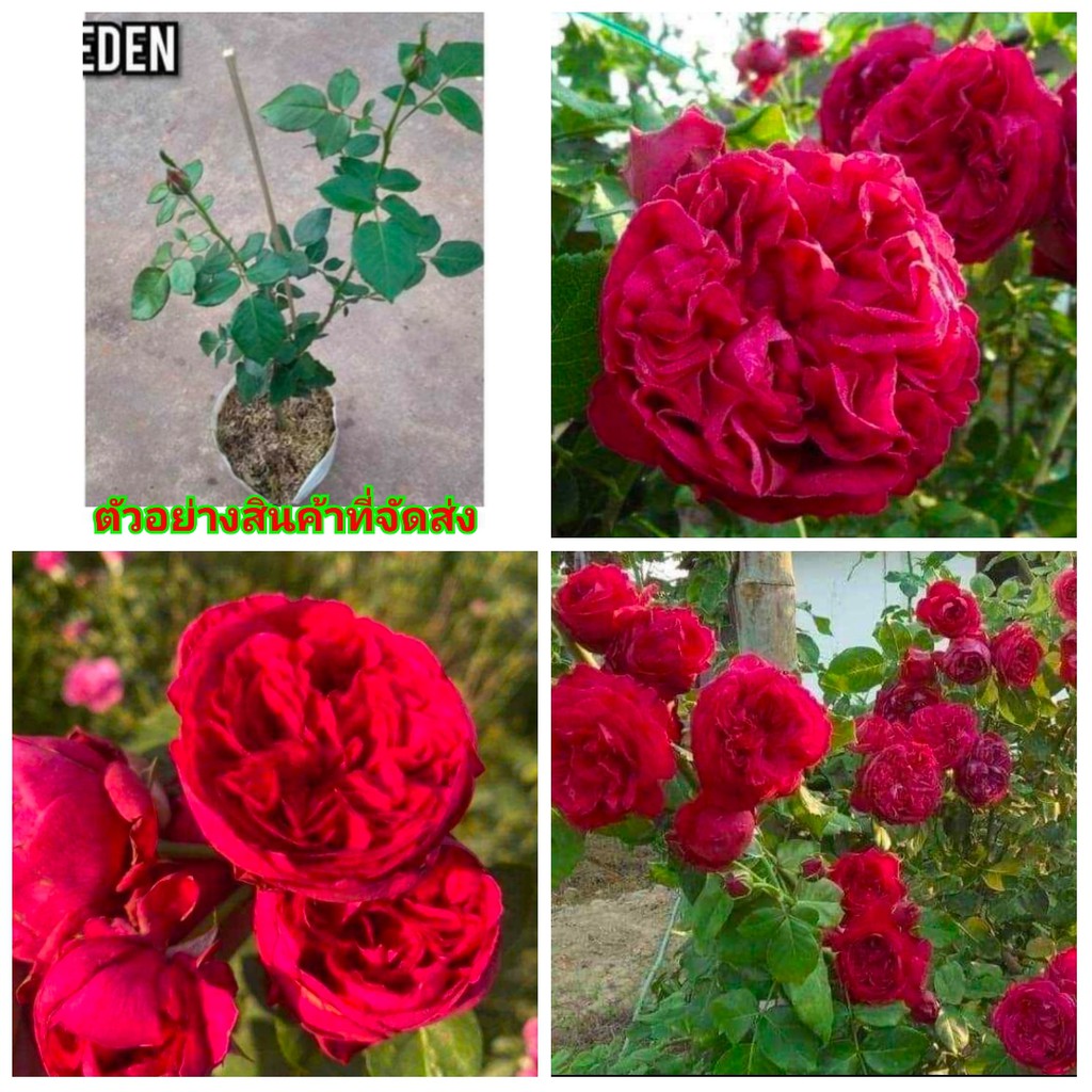 ขาย-ต้นพันธุ์-กุหลาบเลื้อย-สีแดง-red-eden-เรด-อีเดน-เรดอีเดน-กุหลาบ-เลื้อย-สี-แดง-rose-เอกลักษณ์