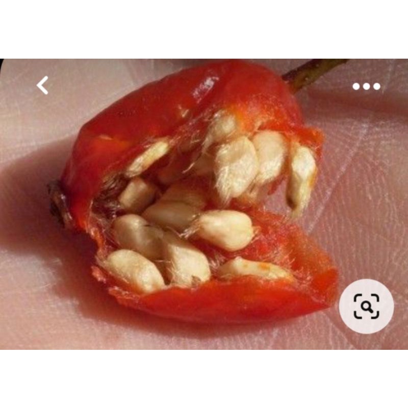 ถูกที่สุด-เมล็ดสำหรับเพาะ-rosehip-โรสฮิป-10เมล็ด-50บาทนำเข้าจากประเทศตุรกี-ของแท้100-ระวังของลอกเลียนแบบ