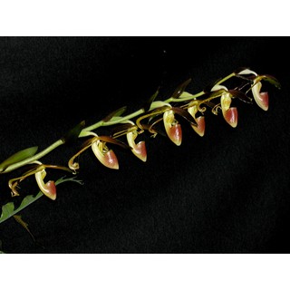 กล้วยไม้รองเท้านารีไกแกนติโฟเลี่ยม  Paphiopedilum gigntifolium  1 ต้น กล้วยไม้พันธุ์แท้ ดอกต่อดอก ช่อยาว ดอกสวย