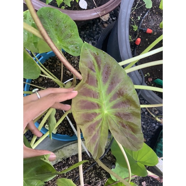 บอนอโลฮ่า-colocasia-aloha