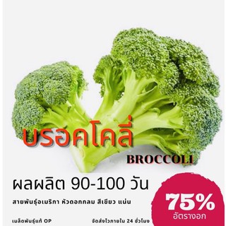 เมล็ดพันธุ์ บรอคโคลี 650 เมล็ด Broccoli (ซื้อ 10 แถม 1 คละอย่างได้)50 เมล็ด (ไม่ใช่พืชที่มีชีวิต)