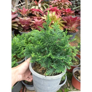 สนฮิโนกิญี่ปุ่น japanese Cypress,Hinoki Cypress ขนาดกระถาง 6 นิ้ว