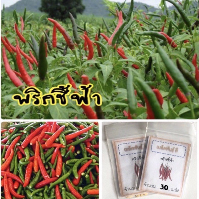 เมล็ดพันธุ์ พริกชี้ฟ้า 150 เมล็ด Spur chilli พริก ราคาถูก🪴ปลูกง่าย ปลูก