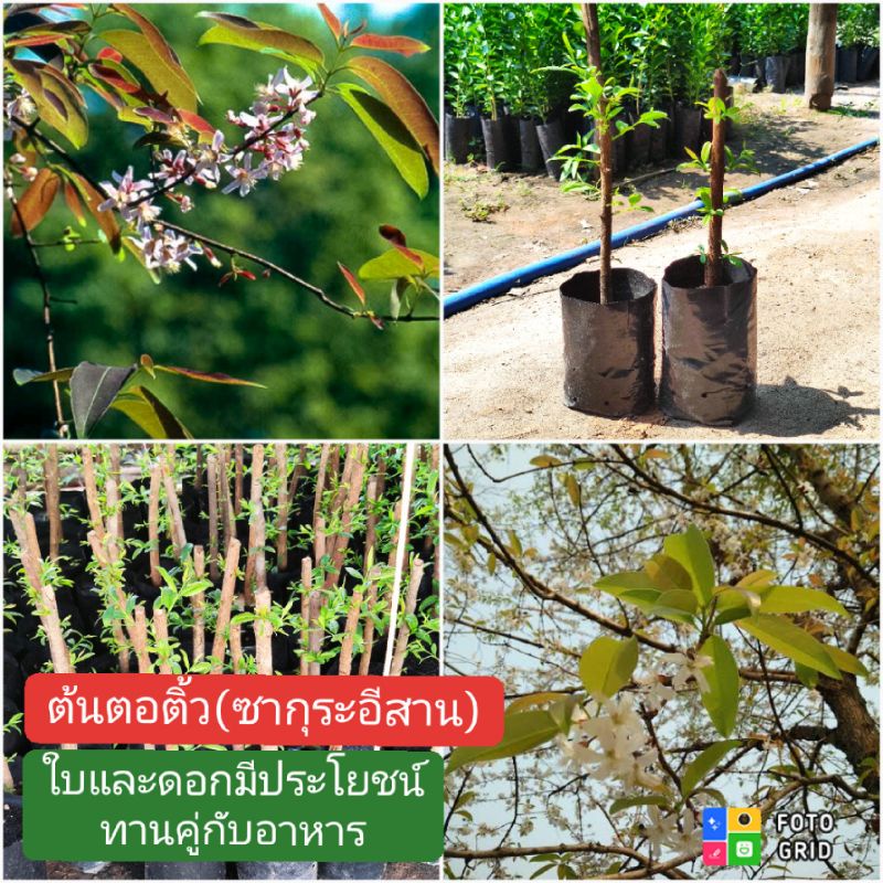 ต้นตอติ้ว-ซากุระอีสาน-ทานได้ทั้งใบทั้งดอก-แกล้มกับอาหารอร่อย