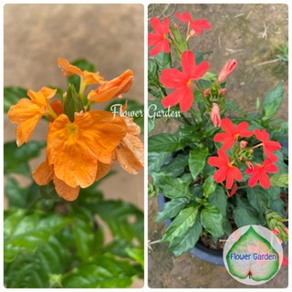 Flower Garden F104 สังกรณีใบมัน Aboli Plant - Firecracker Flower ปลูกเลี้ยงง่าย มี 2 สี ส้ม/แดง