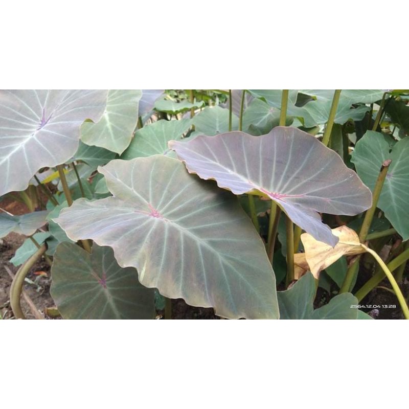 colocasia-dark-window-โคโลคาเซิยดาร์ควินโดว์