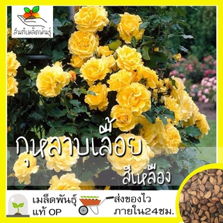 เมล็ดพันธุ์ กุหลาบเลื้อย กุหลาบ สีเหลือง เมล็ด Yellow Rose Seed เมล็ดพันธุ์แท้ นำเข้าจากต่（นี่มันเมล็ดพืช ไม่ใช่พืช!）