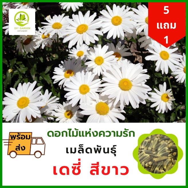 เมล็ดพันธุ์ดอกไม้-เดซี่-เมล็ดพันธุ์ดอกไม้นำเข้า-ดอกไม้แห่งความรัก-จัดสวน-แต่งสวน-ดอกไม้-ปลูกดอกไม้-ปลูกผัก-ผักสวนครัว