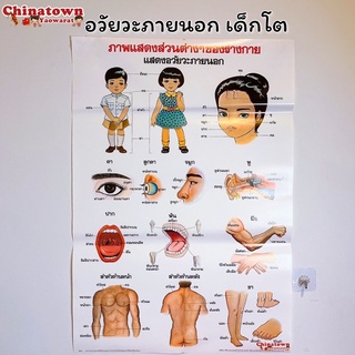 อวัยวะภายนอก เด็กโต โปสเตอร์กระดาษ 53*77cm (21*30 นิ้ว)✅ วิทยาศาสตร์ เรียนหมอ พันธุกรรม Anatomy โครงกระดูกมนุษย์ แก้วหู