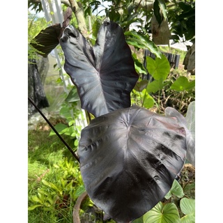 บอน Colocasia Black Coral whitelava Nancy Aloha