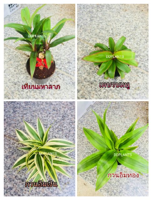 ddplants-ต้นไม้มงคล-เสริมสิริมงคล-เงินทอง-โชคลาภ