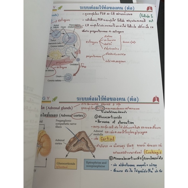 ชีทชีวะ-ระบบต่อมไร้ท่อ-มือ-2-ใช้กระดาษรีไซเคิล-biology