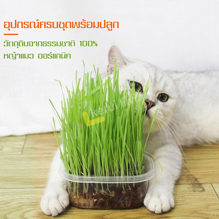 ข้าวสาลีออร์แกนิค-หญ้าแมว-หญ้าแมวแบบกล่อง-ชุดปลูกต้นข้าวสาลีพร้อมปลูก-เมล็ดหญ้าแมว-ช่วยให้รู้สึกสดชื่น-กระปรี้กระเปร่า