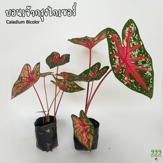 บอนเจ้ากรุงไกเซอร์ บอนสี ถุง3*6นิ้ว ( Caladium Bicolor ) 999garden