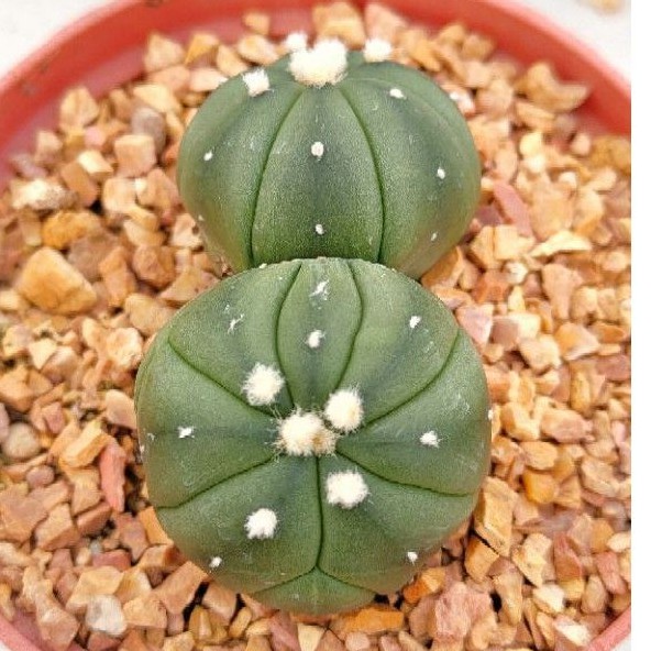 cake-cactus-farm-กระบองเพชร-astrophytum-asterias-nudum-kikko-twin-แอสโตรไฟตัม-แอสทีเรีย-นูดัม-กิ๊กโก๊ะ-แฝด-ดอทฟู