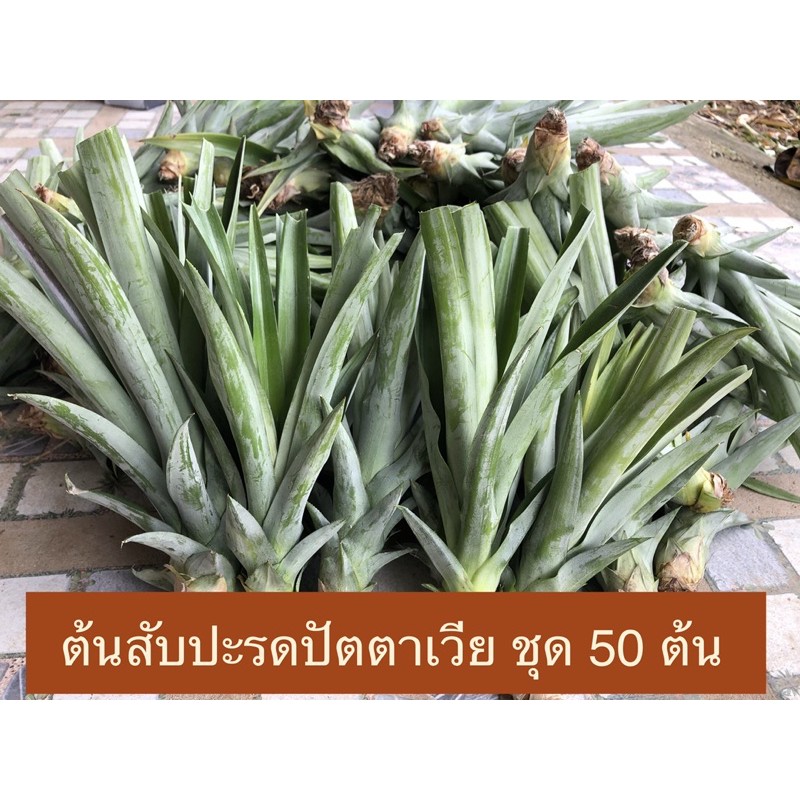 ต้นสับปะรดปัตตาเวีย-หน่อสับปะรดปัตตาเวีย-ชุดสุดคุ้ม-50-ต้น