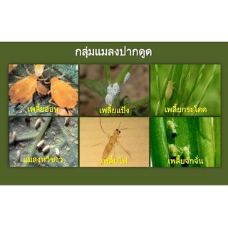 ภาพขนาดย่อของภาพหน้าปกสินค้าไบรด้า ยาฆ่าเพลี้ย แมลงหวี่ขาว ยาดูดซึม สูตรเย็น ปลอดภัย ขนาด 100 กรัม (ตัวเดียวกับโปรวาโด้) จากร้าน aaaalina บน Shopee ภาพที่ 6