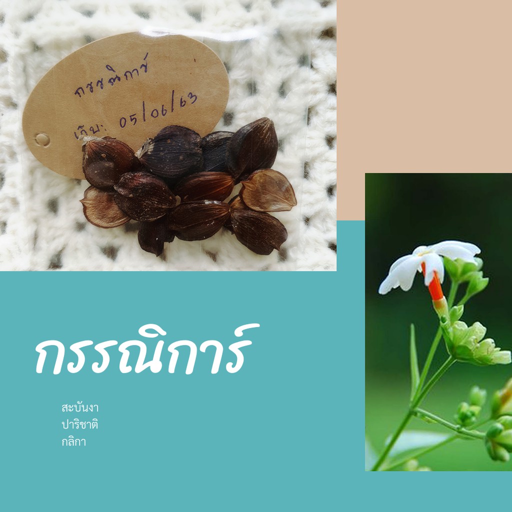 เก็บได้ 2-5ปี] เมล็ดกรรณิการ์ เมล็ดพันธุ์สะบันงา ปาริชาติ กันลิกา ไม้พุ่ม  ชาดอกไม้ ลดไขมัน ไตรกลีเซอไรด์ ลดคลอเรสเตอรอล | Shopee Thailand