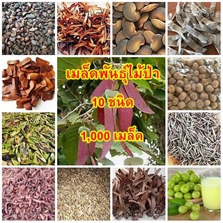 ขายถูก 10 สายพันธุ์ 1,000 เมล็ด ไม้ป่า ชิงชัน ไผ่ซางหม่น มะฮอกกานี ไผ่โมโส ตะเคียนทอง มะขามป้อม สัก แคนา ยางนา พะยอม