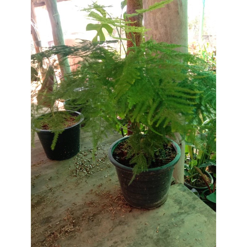 asparagus-fern-plumosa-fern