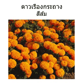 500 เมล็ด -เมล็ดพันธุ์ ดาวเรือง ดอกสีส้ม ต้นเตี้ย เหมาะปลูกประดับในกระถาง หรือเป็นแนวพุ่มริมสวน : ร้าน dddOrchids