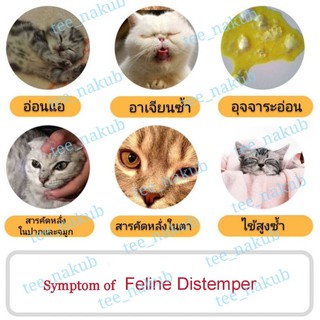 ภาพขนาดย่อของภาพหน้าปกสินค้าฟรีโค้ดส่วนลดช่วยค่าส่ง   ชุดตรวจ หัดแมว ไข้หัดแมว ไวรัสไข้หัดแมว FPV ag Rapid test จากร้าน tee_nakub บน Shopee ภาพที่ 3