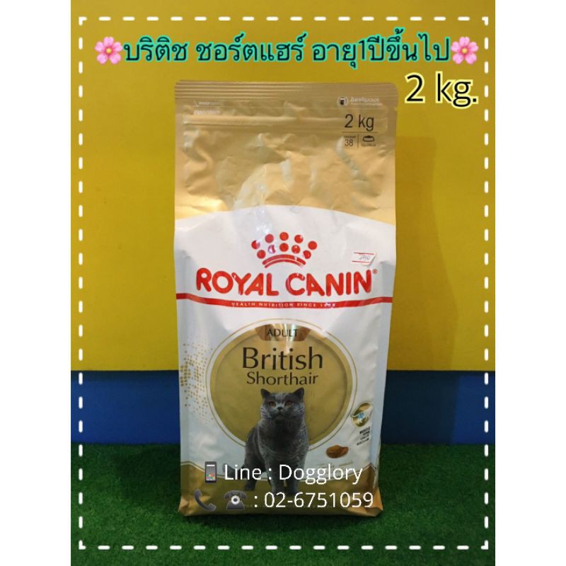 royal-canin-british-shorthair-2-kg-สูตรแมวพันธุ์บริติชชอร์ตแฮร์