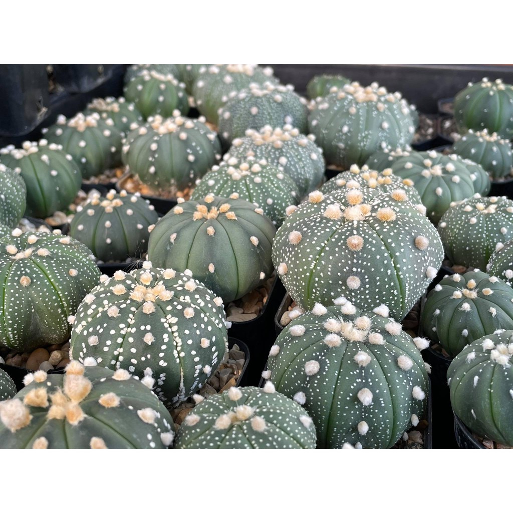 แอสโตร-แอสโตรไฟตัม-แอสโตร-super-kabuto-astrophytum-ราคาเบาๆขนาดกำลังน่ารักๆ-กระถาง-2-นิ้ว-หัวใหญ่ๆราคาเบาๆ