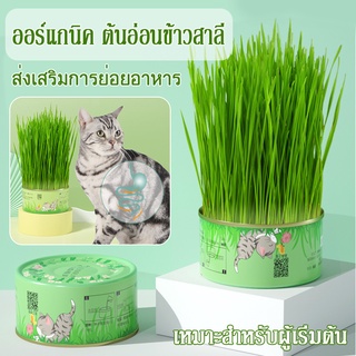 พร้อมส่ง！！หญ้าแมว ออร์แกนิค ต้นอ่อนข้าวสาลี ต้นข้าวสาลี สำหรับสัตว์เลี้ยง ต้นหญ้าแมวพร้อมทาน ส่งเสริมการย่อยอาหาร