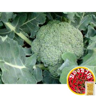 เมล็ดพันธุ์  บล๊อคโคลี่ (Broccoli Seed) บรรจุ 100 เมล็ดesculentumMixRussianWhiteZinniaColorGrassMixedCosmosPurity SPQZ