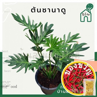 เมล็ดพันธุ์ seeds man ซานาดู ในกระถางพร้อมตั้ง Philodendron Xanaduผักสวนครัวมะละกอส้มตำแครอทจิ๋วงอกดีมะเขือเทศโตไวพร้อ L