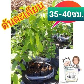 สินค้า ต้นตะเคียน สูง 35-40 ซม. ตะเคียนทอง ตะเคียน