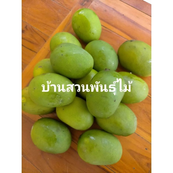 ต้นมะม่วง-พันธุ์กะล่อนทอง-มะม่วงโบราณ