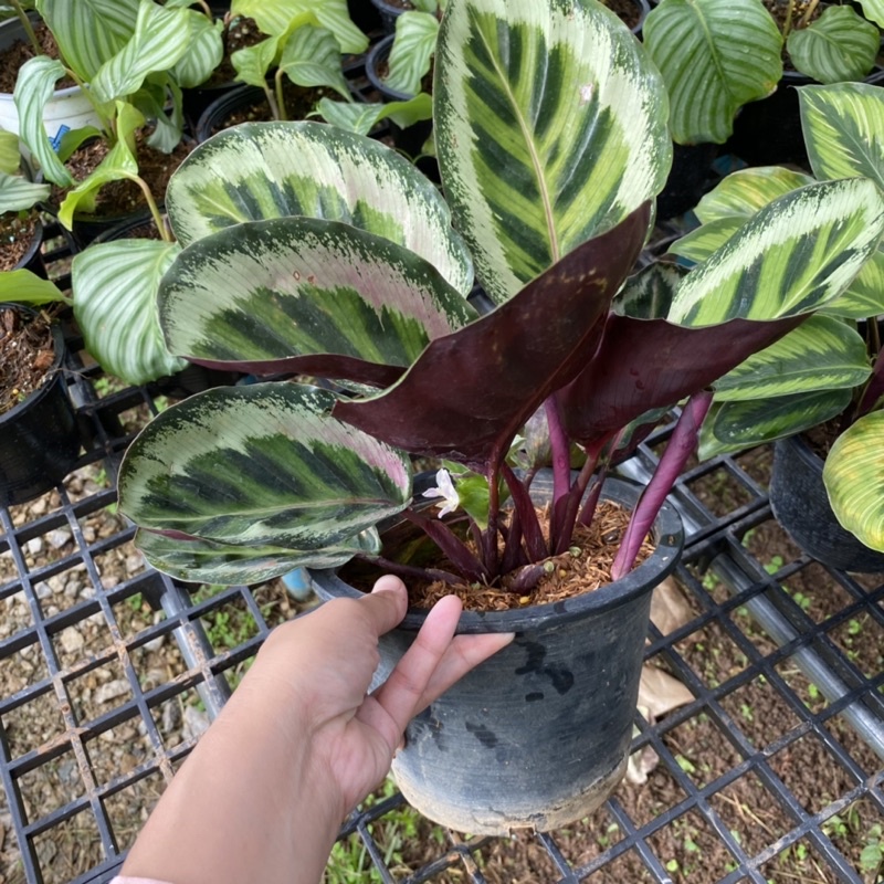 คล้าแองเจล่า-calathea-angela-กระถาง8นิ้ว