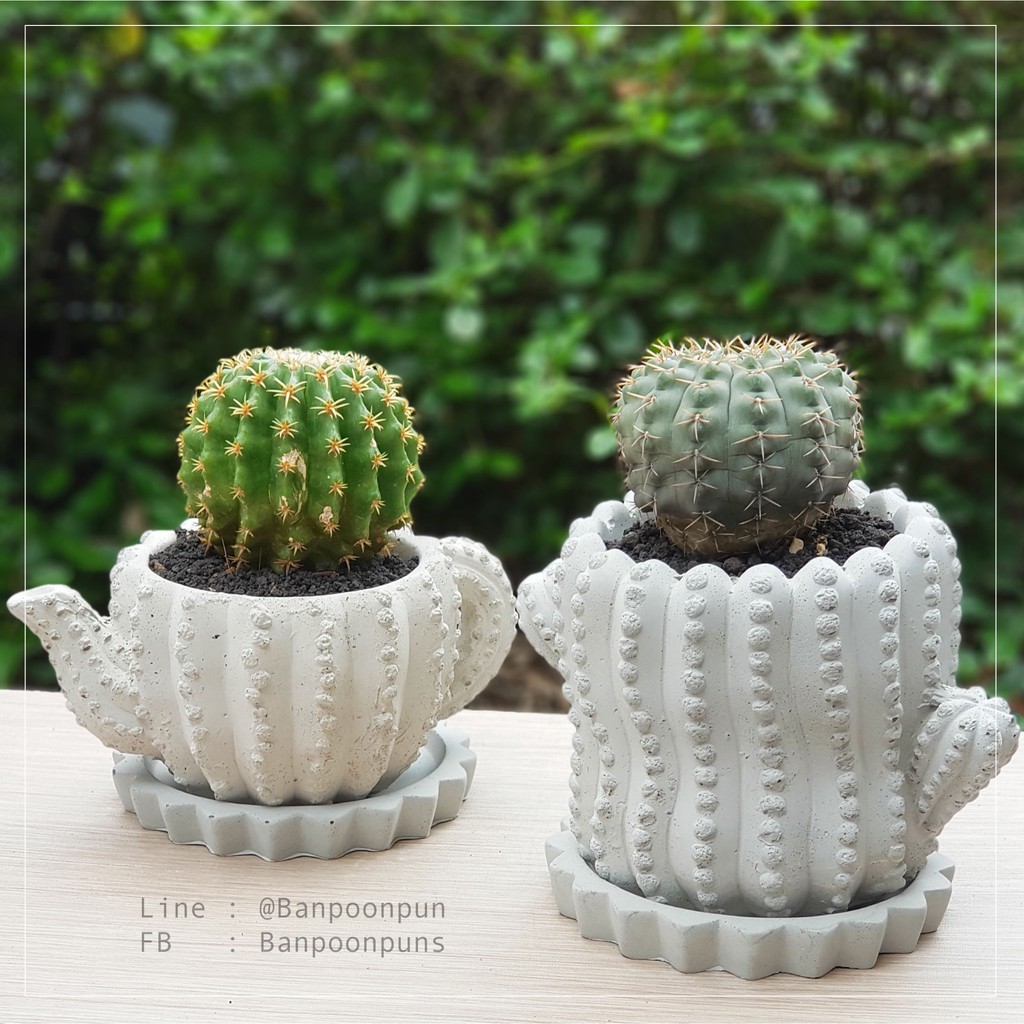 กระถาง-กระถางปูน-กระถางต้นไม้-กระถางปูนเปลือย-cactus