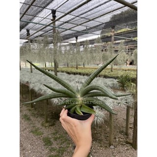 ภาพขนาดย่อของสินค้าลิ้นมังกร พาเท็นส์ (Sansevieria patens) หรือ หนวดมังกร ฟอร์ม ฟินิกซ์