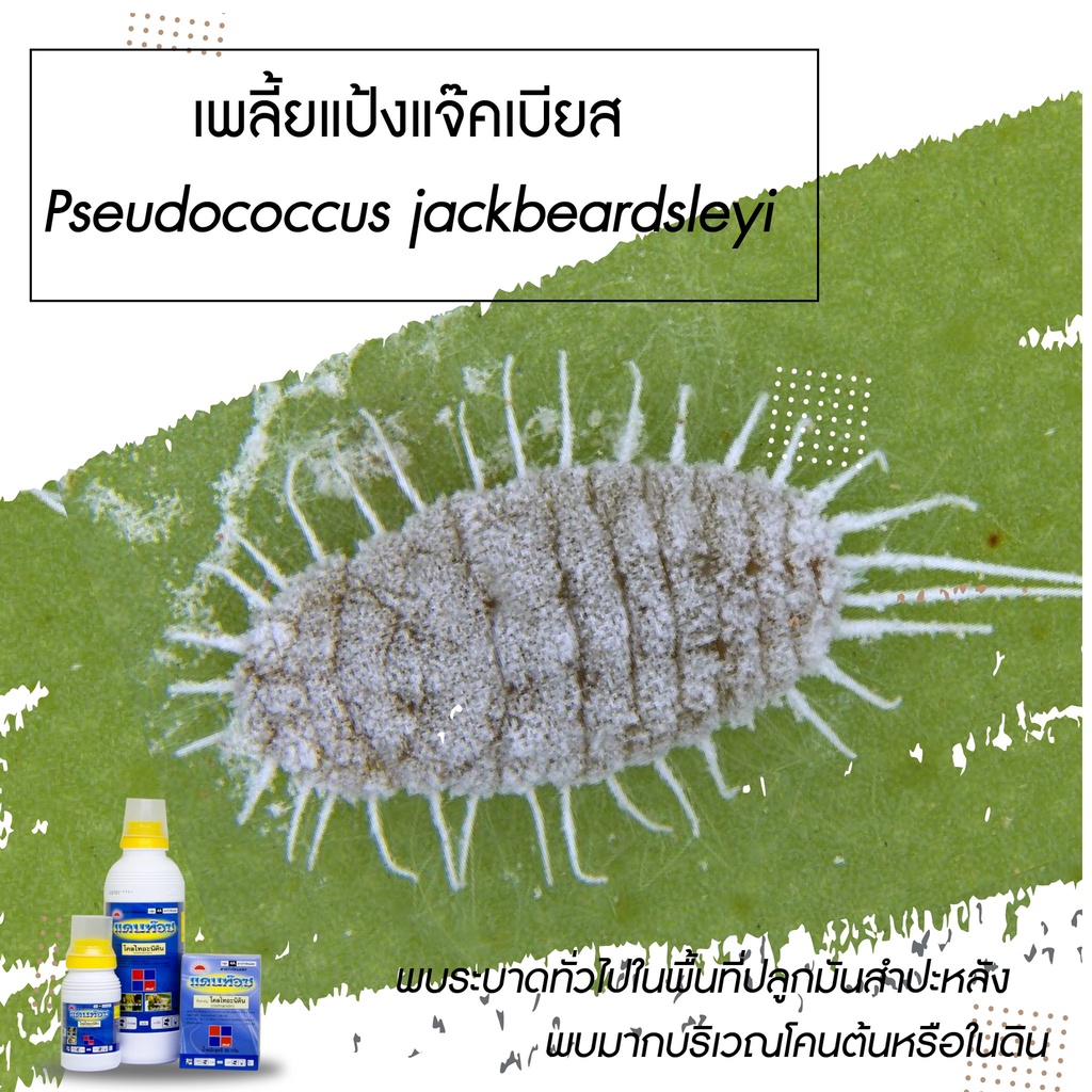 allaboutplants-แดนท๊อช-5g-โคลไทอะนิดิน-สารกำจัดแมลง-เพลี้ยไฟ-เพลี้ยแป้ง-เพลี้ยอ่อน-แมลงหวี่ขาว-หนอนชอนใบ