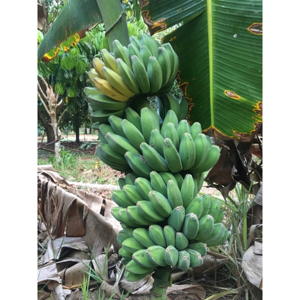 หน่อกล้วยหิน-3-หน่อ-แพ็ค-สวนเขาหมาก-เหมาะสำหรับเป็นอาหารนก