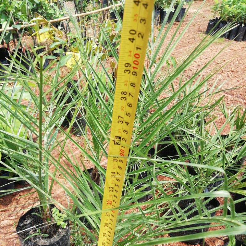 ต้นอินทผาลัมพันธุ์บาฮีสีเหลือง-เพาะปลูกง่ายดูแลไม่ยากต้นขนาด1เมตร