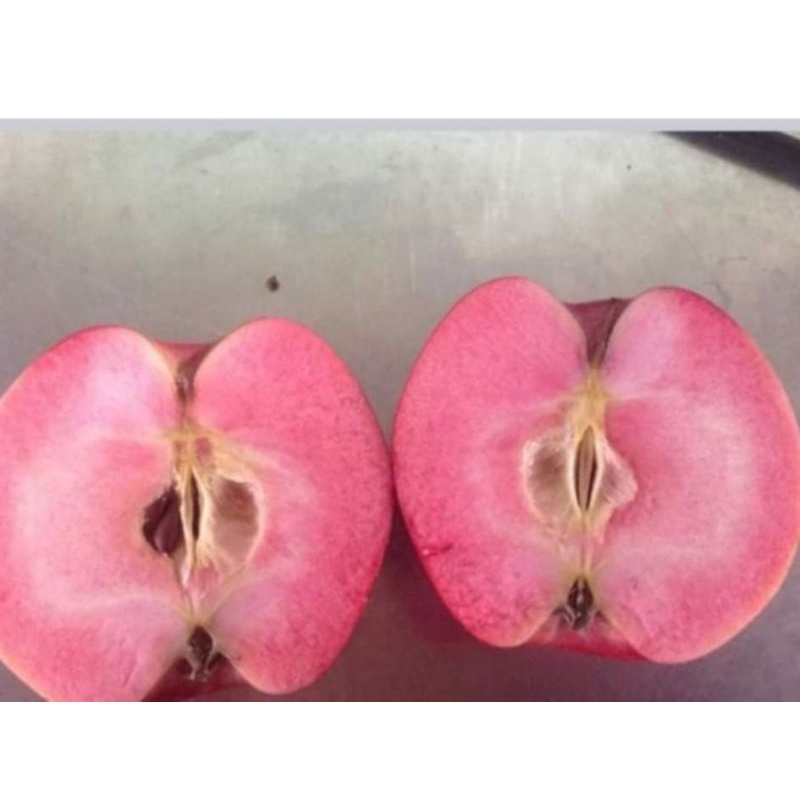 ภาพสินค้าแอปเปิ้ลเสียบยอดสายพันธุ์​ อเมตตี้​ สามารถออกผลได้ในไทย จากร้าน chamanun.lee บน Shopee ภาพที่ 1