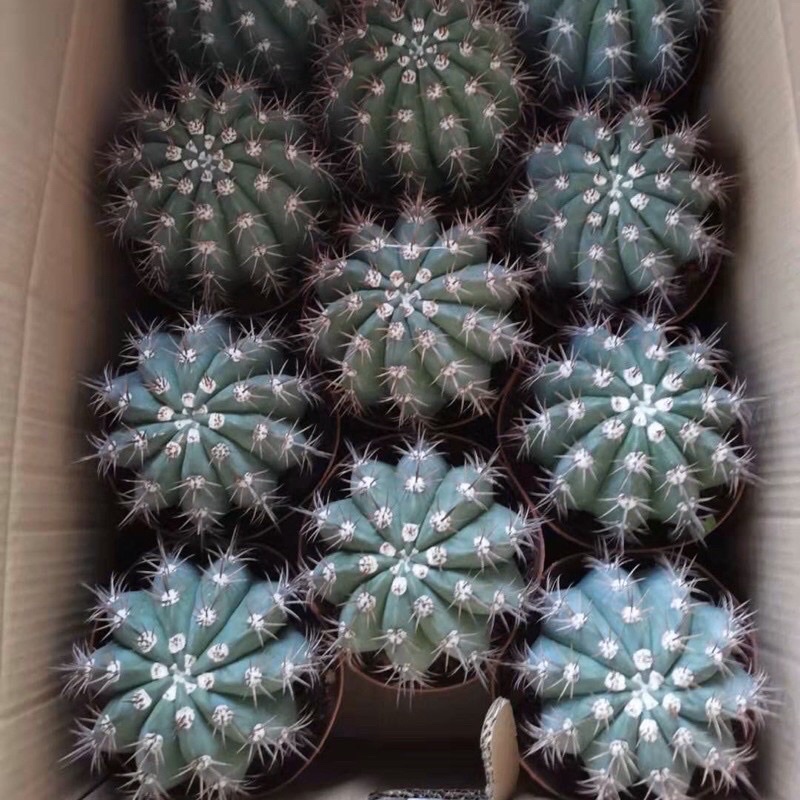 ถูกสุด-cactus-เมโลแคคตัส-ฟ้า-ขนาด-6-8-ซม-กระบองเพชร-แคคตัส