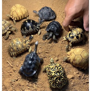 ภาพหน้าปกสินค้าโมเดลเต่าบกเรซิ่น​ ขนาด10-12ซม​ มีหลายแบบ tortoise model mini 10-12cm ที่เกี่ยวข้อง