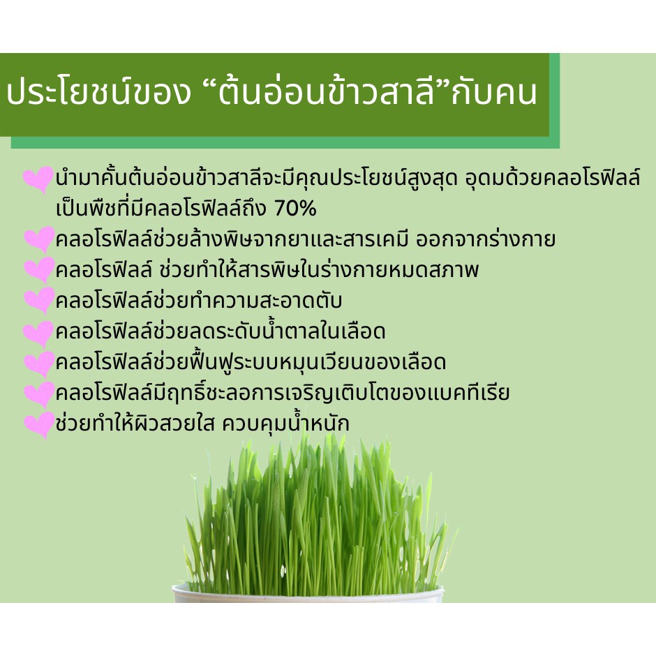 sakana-เครื่องดื่มต้นอ่อนข้าวสาลีผสมใบอ่อน-ขนาด-150-g-17001