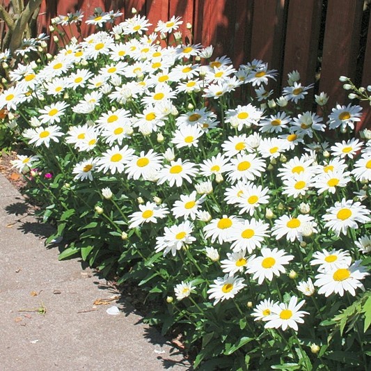 เมล็ดพันธุ์ ดอกเดซี่ สีขาว 500 เมล็ด White Daisy Silver Princess Seed ...