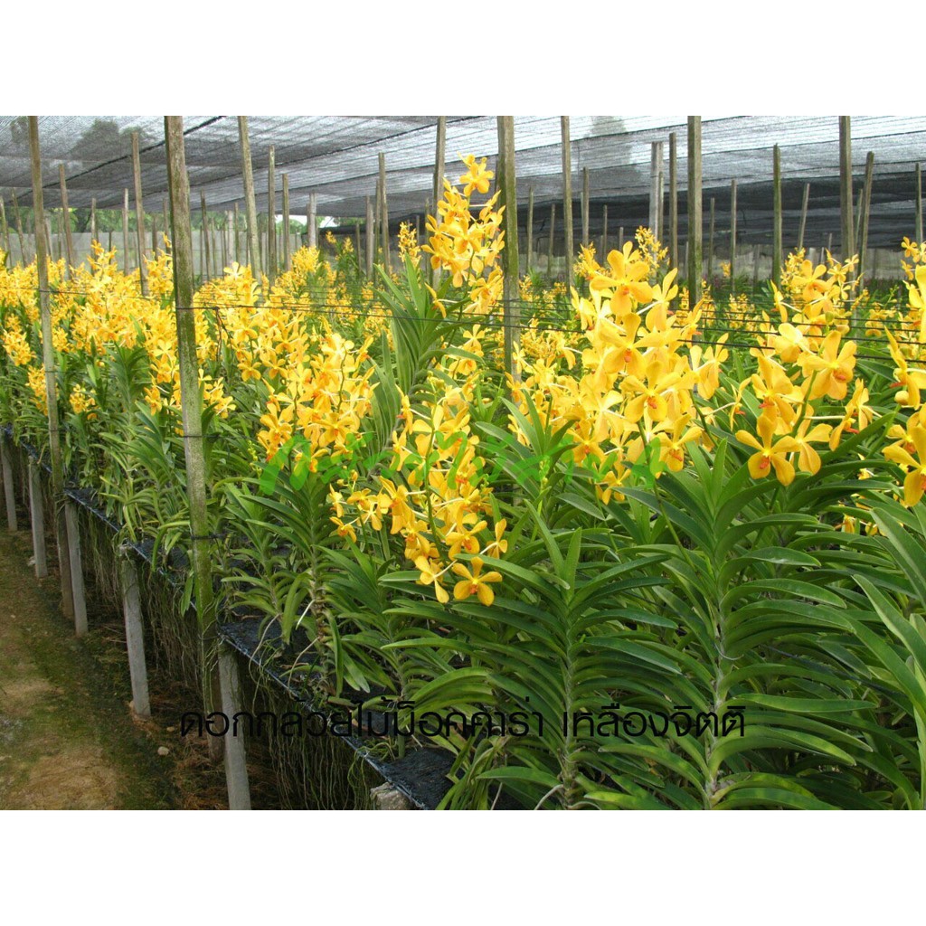 ภาพสินค้าแขนงกล้วยไม้ม็อคคาร่าเหลืองจิตติ สีเหลือง ต้นติดดอก ต้นสูง 35-40 ซม. (Mokara Yellow Jitti Plant) จากร้าน bangkokgreen บน Shopee ภาพที่ 4