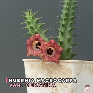 Huernia macrocarpa var. ceratina แคคตัส กระบองเพชร cactus&amp;succulent