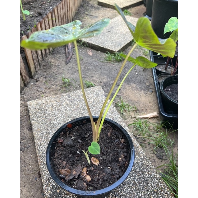 update-เพิ่ม-colocasia-aloha-อ่านรายละเอียดเพิ่มเติมด้านล่างค่า