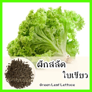 พร้อมส่ง ❗ รหัส 146  เมล็ดพันธุ์แท้ OP แท้   ผักสลัดใบเขียว - Green Leaf Lettuce เมล็ดผักสลัด ผั50 เมล็ด (ไม่ใช่พืช)