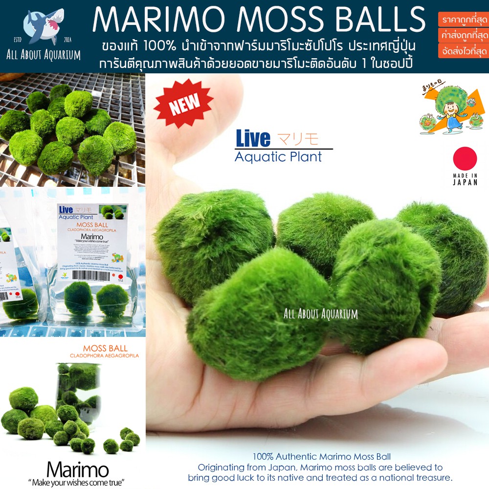 ของแท้-พร้อมจัดส่ง-marimo-มาริโมะ-สาหร่ายตกแต่งตู้ปลา-สาหร่ายมาริโมะ-มอสบอล-สาหร่ายนำโชคญี่ปุ่น-สาหร่ายญี่ปุ่น-มอส