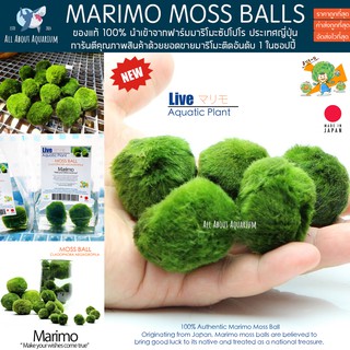 ภาพหน้าปกสินค้า[ของแท้💯% พร้อมจัดส่ง] Marimo มาริโมะ สาหร่ายตกแต่งตู้ปลา สาหร่ายมาริโมะ มอสบอล สาหร่ายนำโชคญี่ปุ่น สาหร่ายญี่ปุ่น มอส ซึ่งคุณอาจชอบสินค้านี้